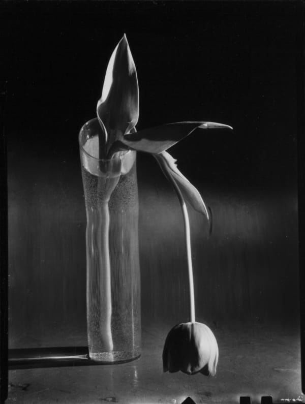 André Kertész, Melancholic Tulip, New York, 1939