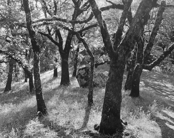Ansel Adams, Forest Castle Rock State Park, CA, 1962