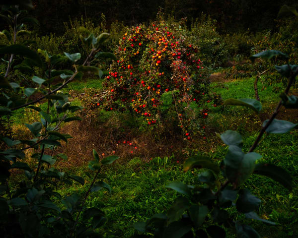 Cig Harvey, Apple Tree (Last Light), Thomaston, Maine, 2021