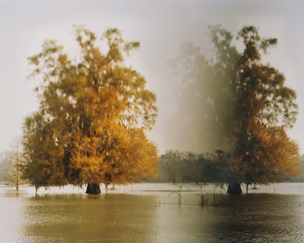 Ansley West Rivers, Disappearing Cypress Trees, Altamaha River, Georgia, 2014
