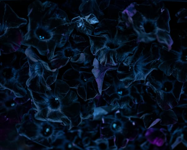 Cig Harvey Black Velvet Petunias, 2020