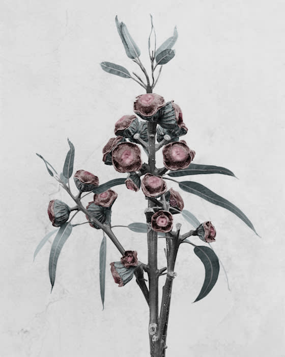 Vee Speers, Eucalyptus Globulus , 2016