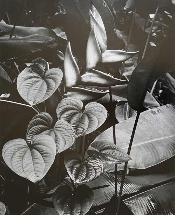 Brett Weston Leaves, Hawaii, c. 1982 SOLD