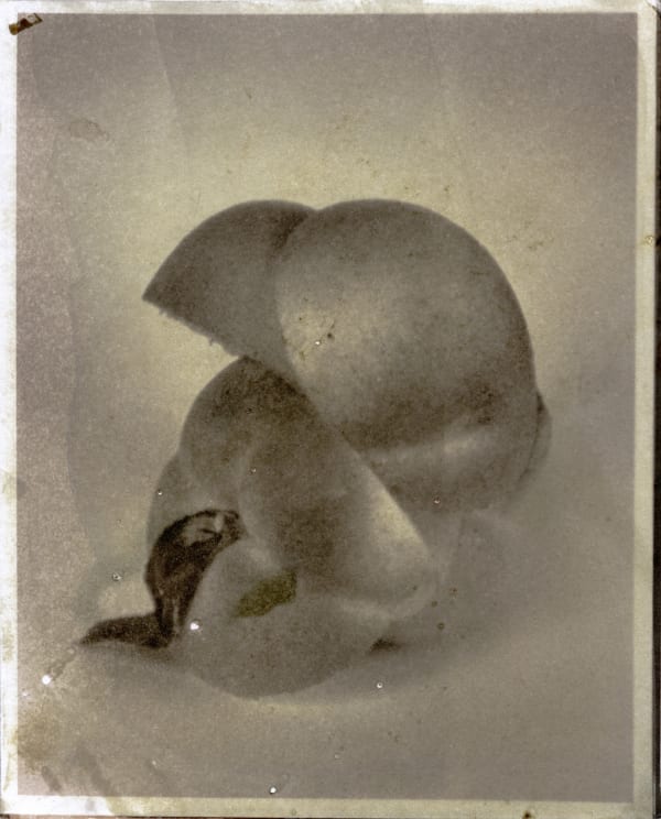 Matthew Brandt, Peaches, 7B, 2017