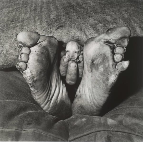 Roger Ballen, Puppy between feet, 1999