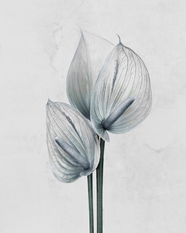 Vee Speers, Anthurium Andraenum, 2016