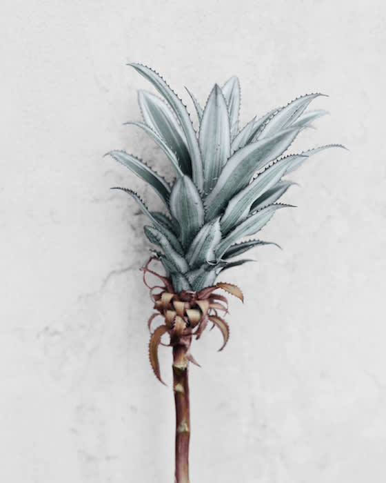 Vee Speers, Ananas Comosus, 2016