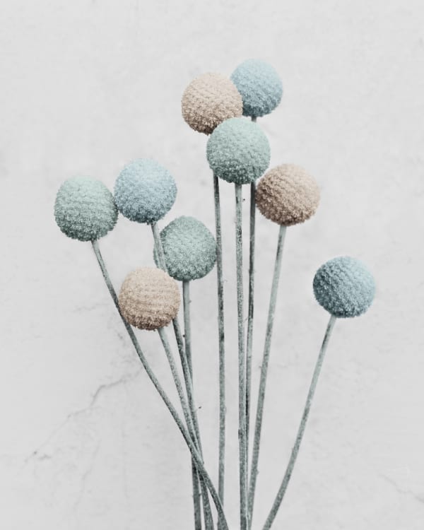 Vee Speers, Craspedia - 2, 2016