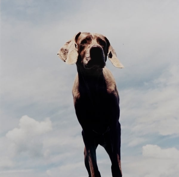 William Wegman Overseer, 1998 SOLD