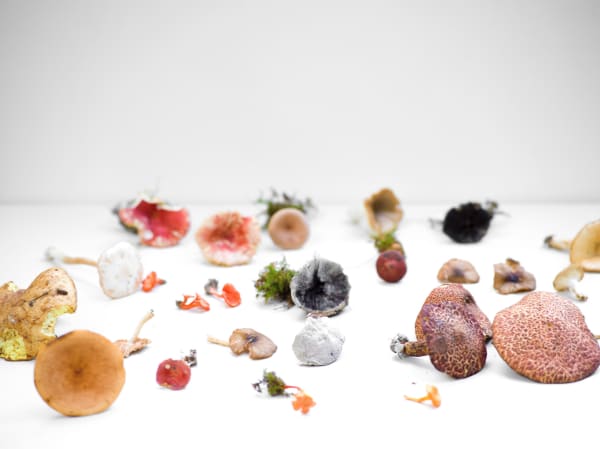 Carolyn Carr, Earthly Delights, 2018