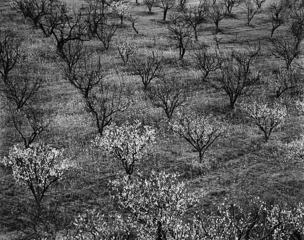 Ansel Adams, Orchard, Portola Valley, California, c. 1948