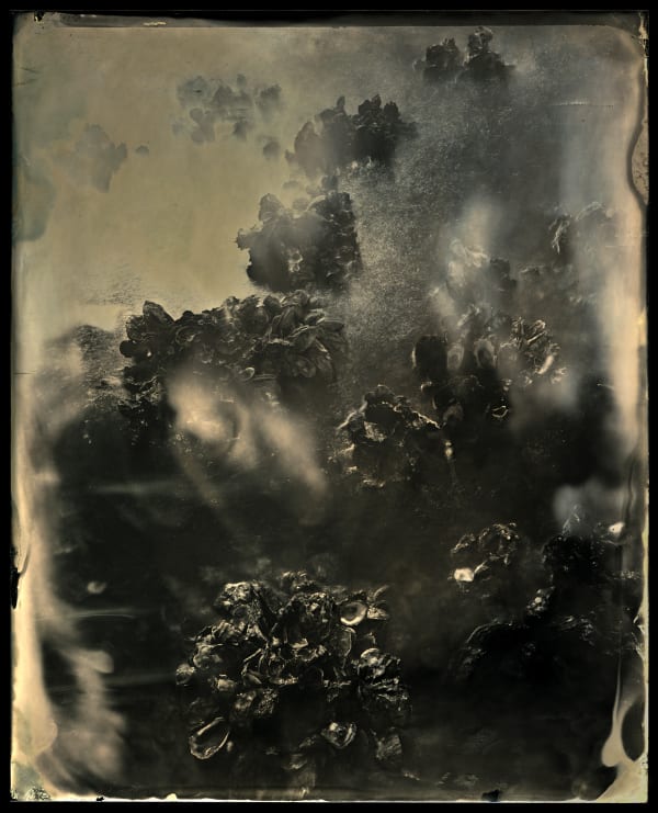 Charlie McCullers & Cecilia Montalvo, Barrier Island, Study 38, 2018