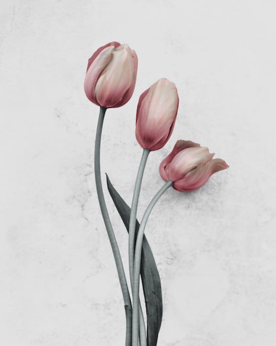 Vee Speers, Tulipa Gesneriana - 1, 2016