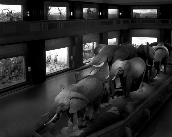 Matthew Pillsbury, Escaping Elephants, Museum of Natural History, NYC, 2004