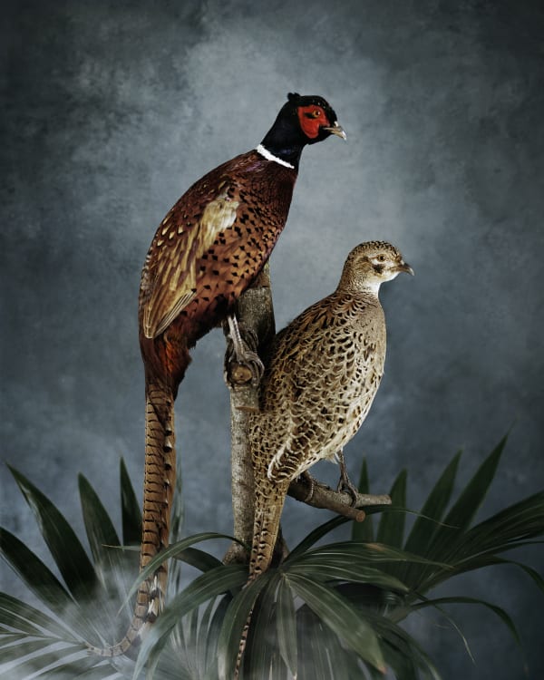 Vee Speers Untitled #21, Phoenix, 2020