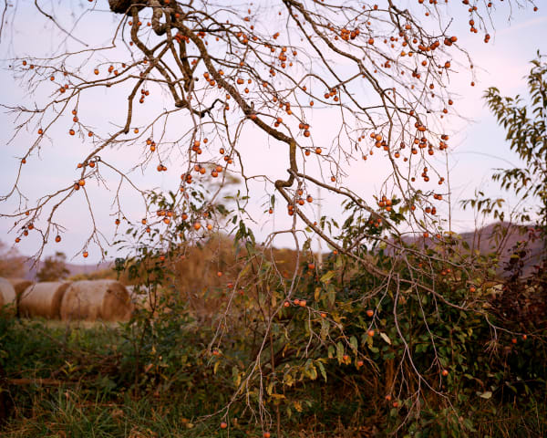 Susan Worsham, Diospyros Virginiana, Virginia Sugarplum