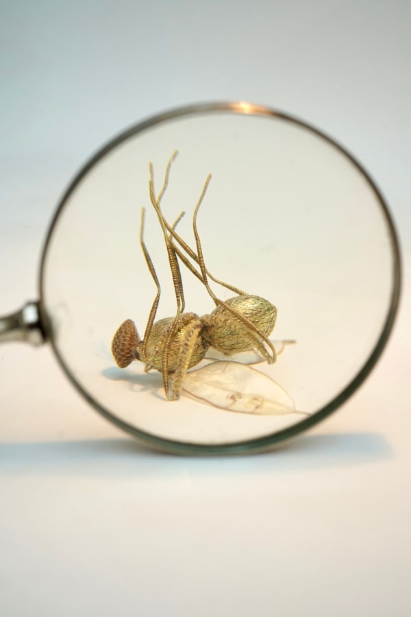 Bridget Bailey, Plant-Based Fly with Glass Funnel Cover