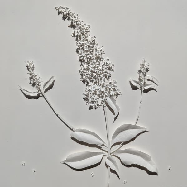 Rachel Shaw Ashton, Since I Was 10 Years Old - Buddleia