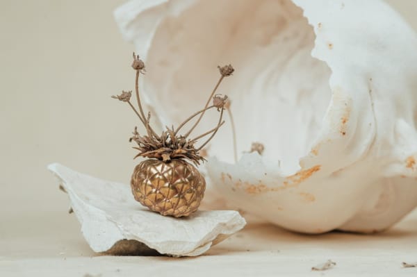 Robyn Neild, Small Seed Pod