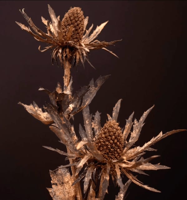 Robyn Neild - Thistle Series