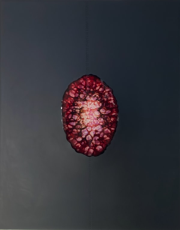 Te Rongo Kirkwood, Manawa Marama (heartbeat light), 2025