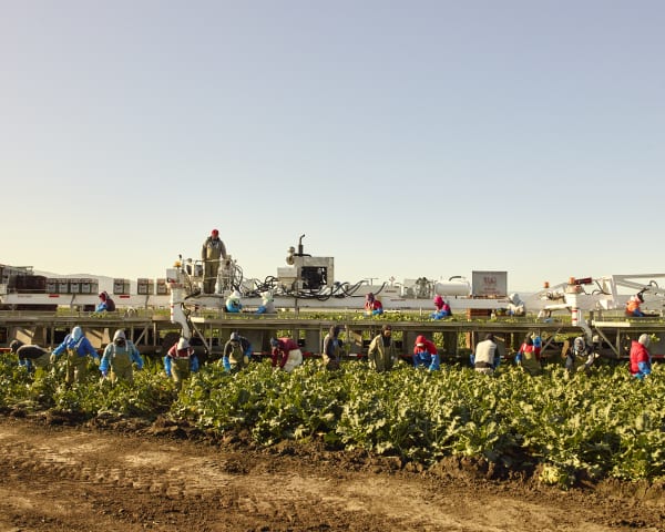 Wesaam Al-Badry, Broccoli Fields, 2020
