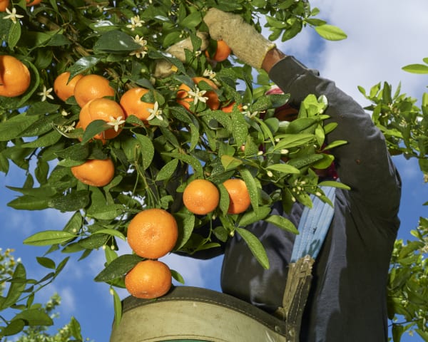 Wesaam Al-Badry, Tangerines #XI, 2020