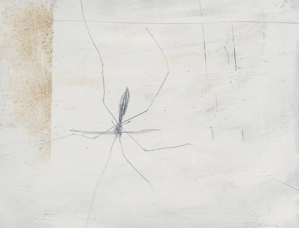 Cranefly