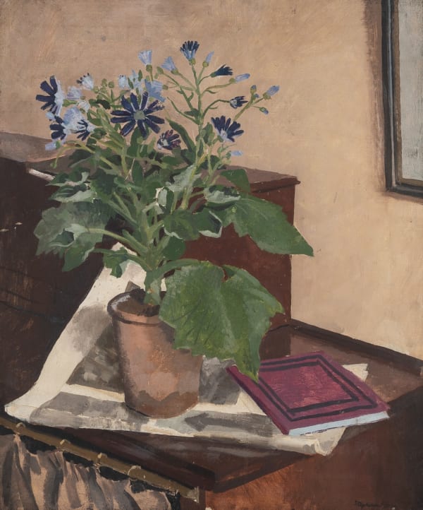 Blue Cinerarias