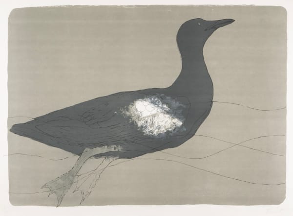 Guillemot