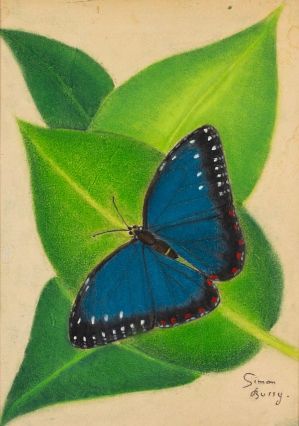 Blue Butterfly