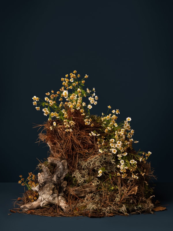 Ann Shelton, Just like her grandmother’s grandmother (Feverfew, Santa Maria, Flirtwort, Feddygen Fenyw, Gande Chamomile), 2022 ongoing