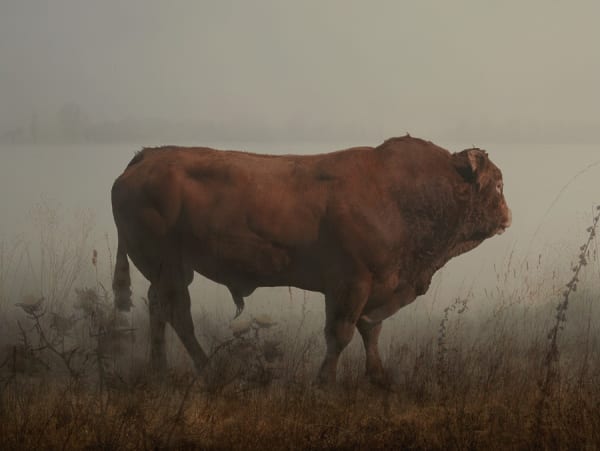 Rory Carnegie, Hamish in Wytham, Red Angus Bull (Large)
