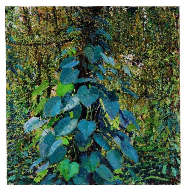 Andrew Gifford, Epiphyte in the Cloud Forest, Monteverde, 2025