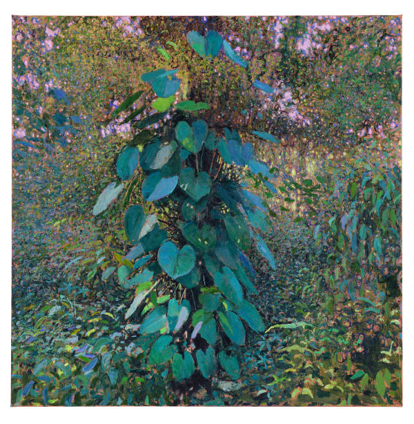 Andrew Gifford, Epiphyte in the Cloud Forest, Monteverde, 2025