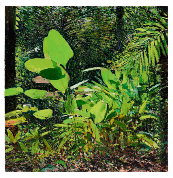 Andrew Gifford, Heleconia in Bright Sunlight, Jungle, Ncoya, 2025