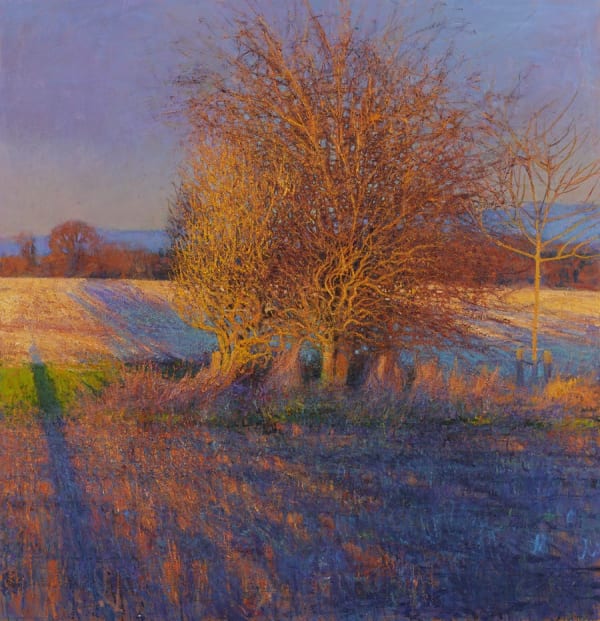 Andrew Gifford, Golden Light on Hawthorns and Elder, Hutton Rudby, January 2020, 2020