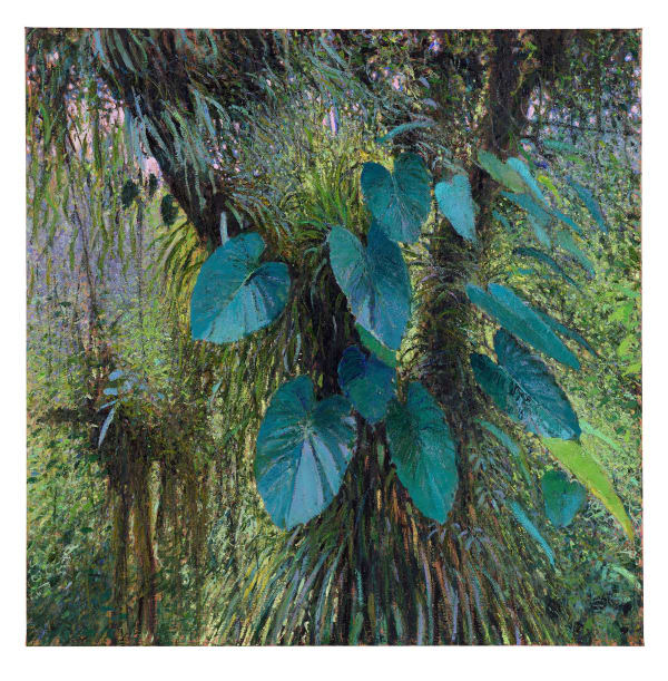 Andrew Gifford, Philodendron in the Cloud Forest, Monteverde, 2025