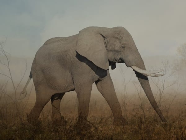 Rory Carnegie, Harry 2, African Elephant (Small)