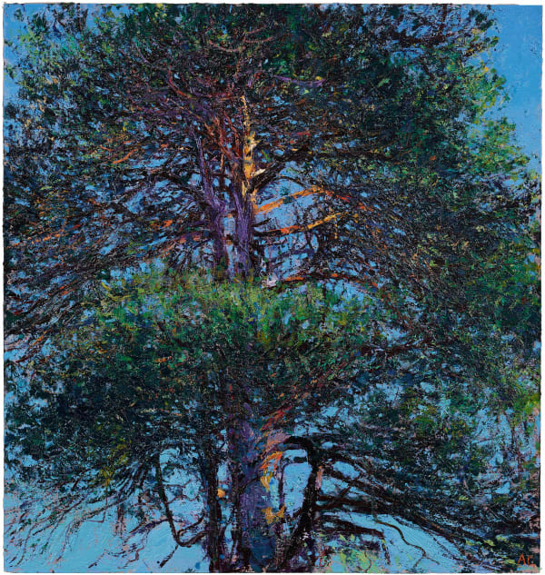Andrew Gifford, Scots Pine Midday Winter Sun Torphins Aberdeenshire, 2022