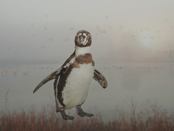 Rory Carnegie, Stephen in Port Meadow, Humboldt Penguin (Small)