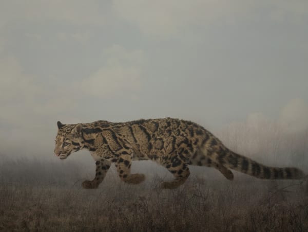 Rory Carnegie, Clouded Leopard (Large)