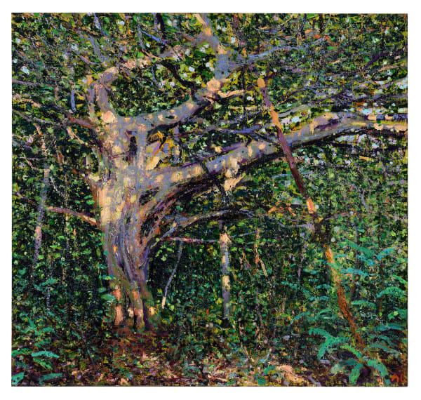 Andrew Gifford, Dappled Light in Jungle, Nicoya, 2025