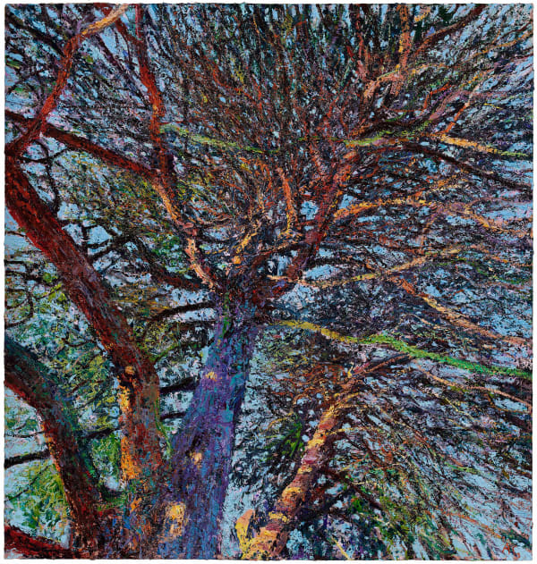 Andrew Gifford, Into a Scots Pine winter sun Aberdeenshire, 2022