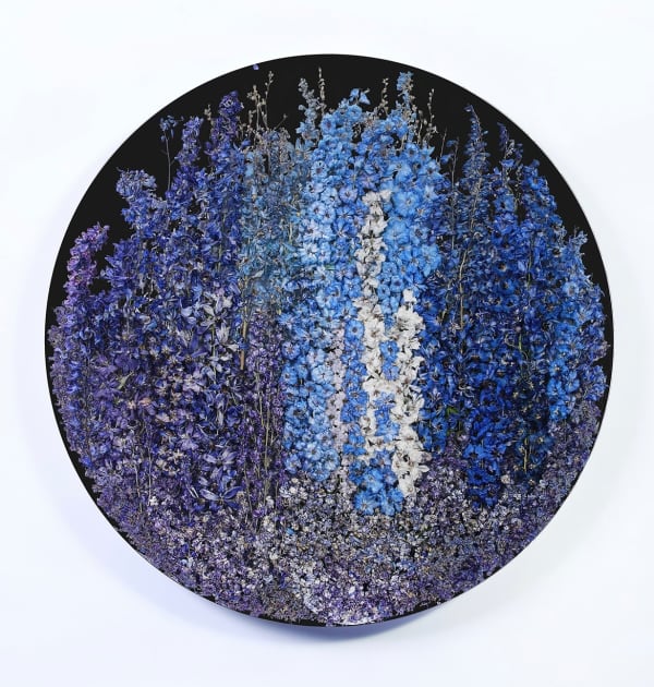 Sasha Sykes, Joy, 2025