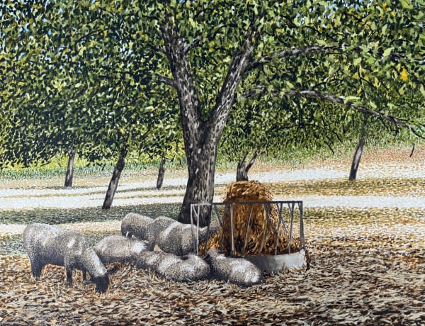 John Davies, Sheep in an Orchard near St Martial de Viveyrol, Dordogne, 39 Degree Celcius, August 2023