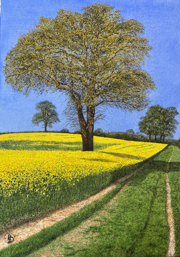 John Davies, Tree in a Field of Rape
