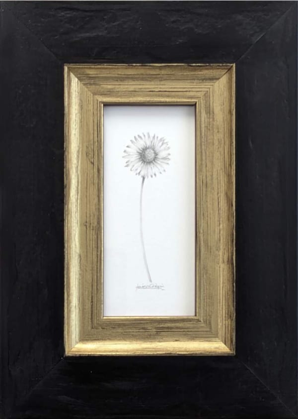 Louisa Crispin, Daisy (DA015)