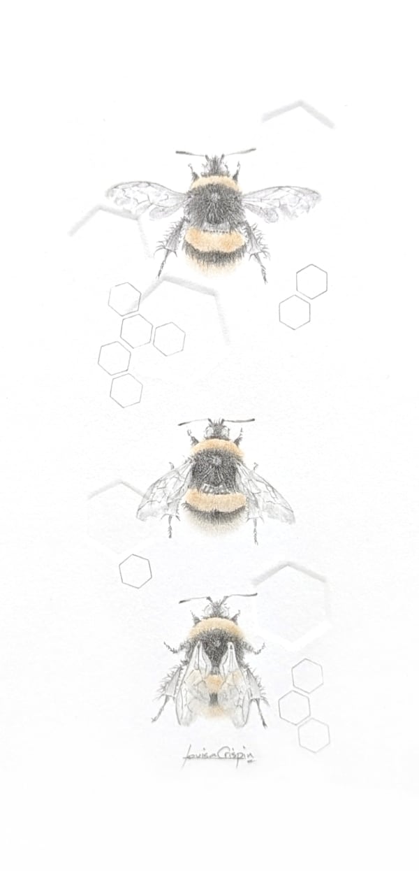 Louisa Crispin, Buff Tailed Bumble Bee 3.44e