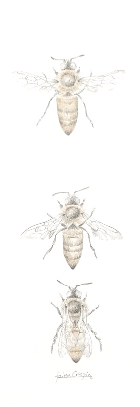 Louisa Crispin, Honey Bee 3.24